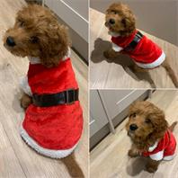 Christmas Dog Santa Suit (for small dogs)